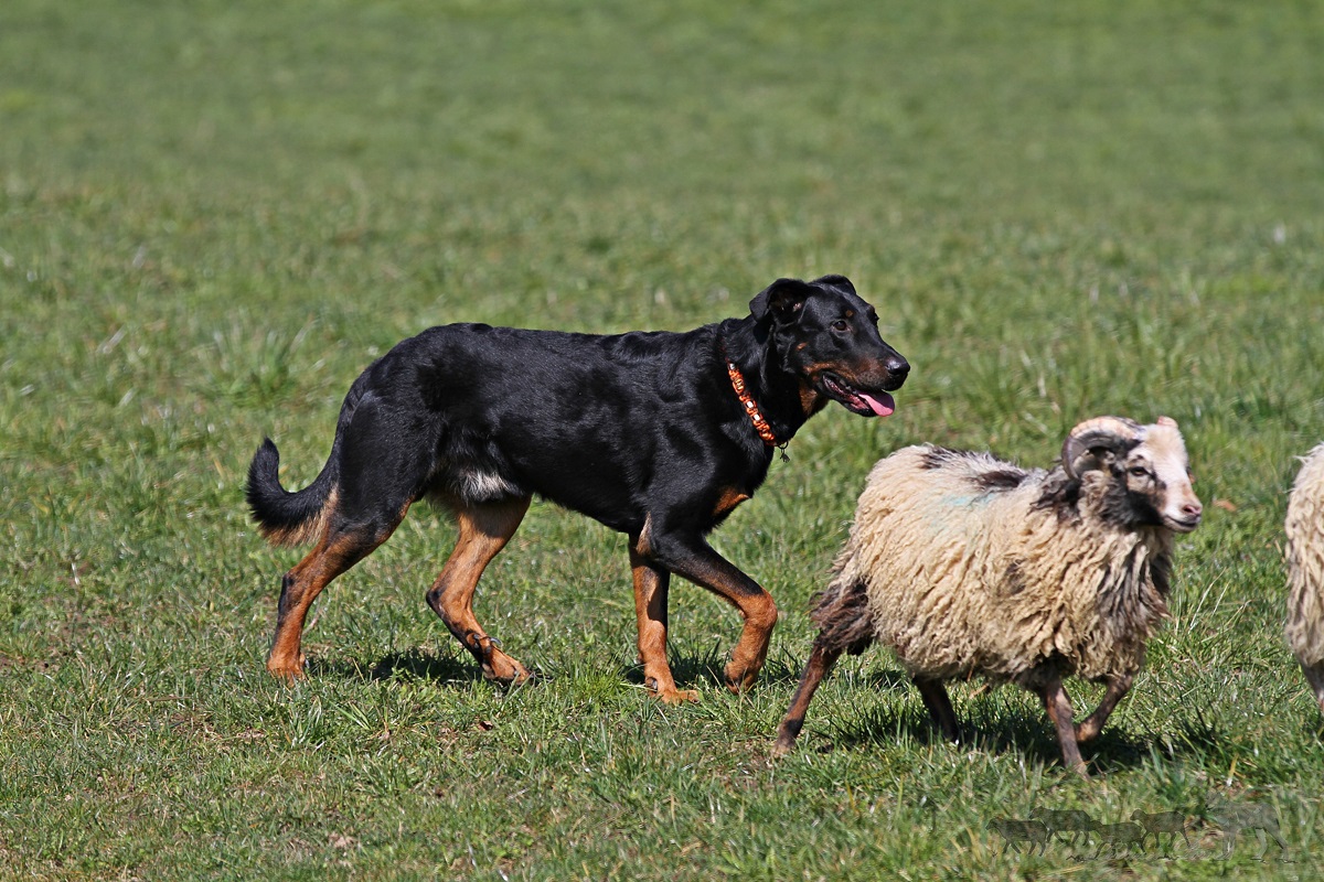Beauceron, Hütehund, Schaf