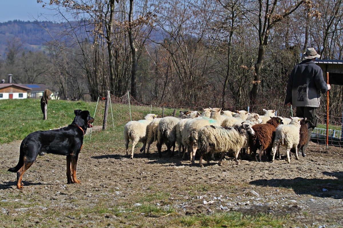 Beauceron, Hütehund, Schafherde, bosseron